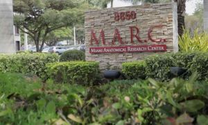 anatomia em cadáveres