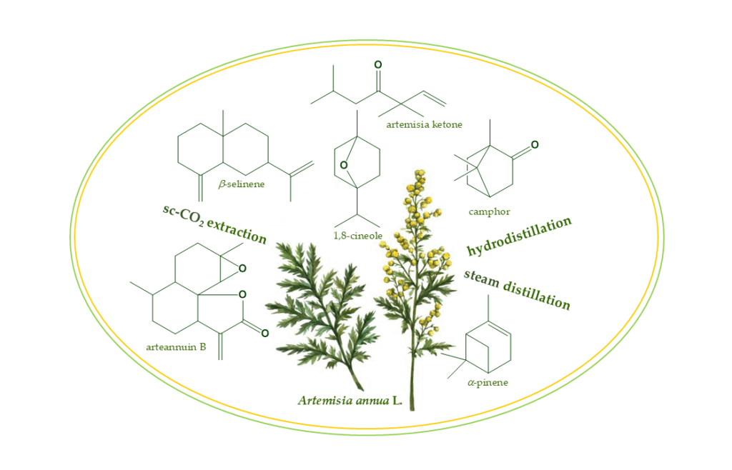 Biotecnologias sustentáveis revolucionam o setor de dermocosméticos 3 Artemisia annua - Biotecnologias sustentáveis revoluciona o setor de dermocosméticos